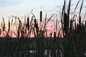 Dunhammer ved sø og solnedgang