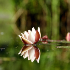 Retræte - Bevidstheden springer