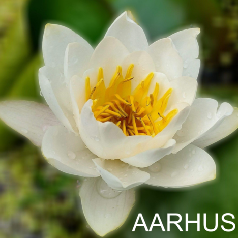 PowerTantra single aften Aarhus